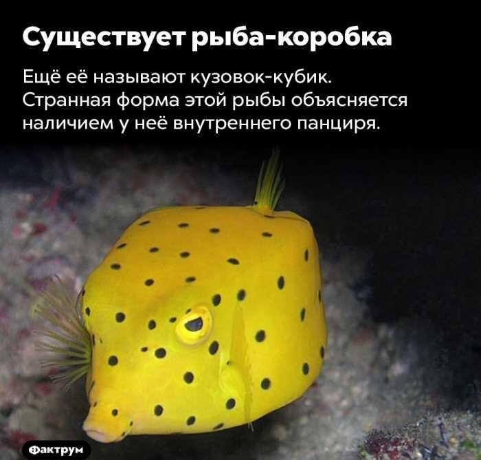 Существует рыба-коробка, её кубик-кузов