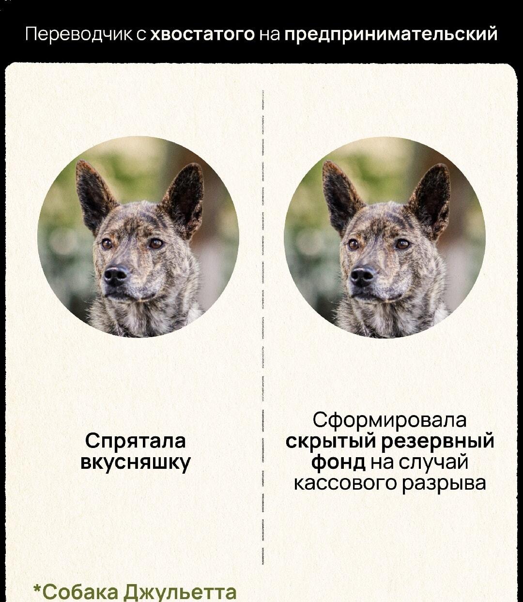 Собака-предприниматель: от вкусняшки до резервного фонда