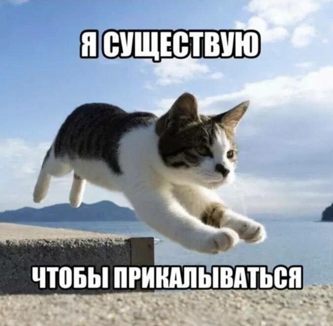 Кот существует, чтобы прикалываться