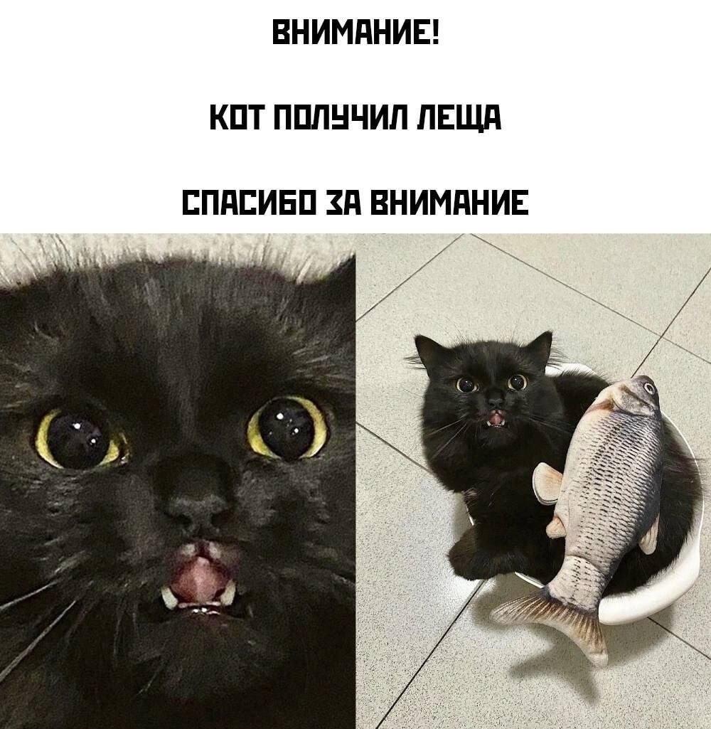 Кот получил леща, спасибо за внимание!