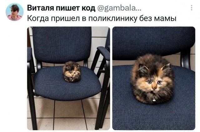Котёнок без мамы в поликлинике