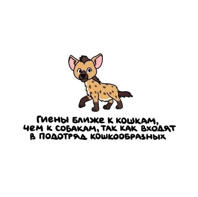 Гиены ближе к кошкам, чем к собакам
