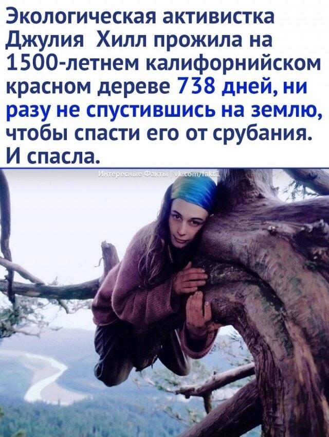 Активистка-отшельница спасла дерево