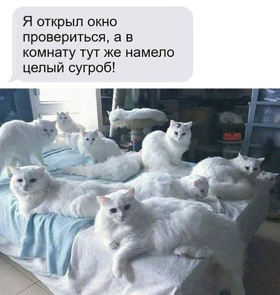 Мем #4464ed7e