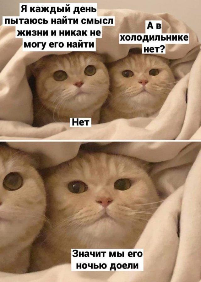 Кот и смысл жизни