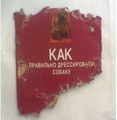 Как правильно дрессировать собаку