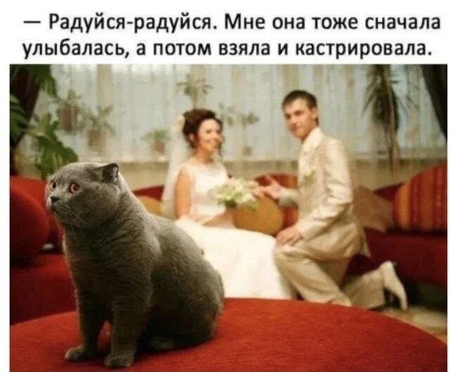 Кот на свадьбе испугался своей участи