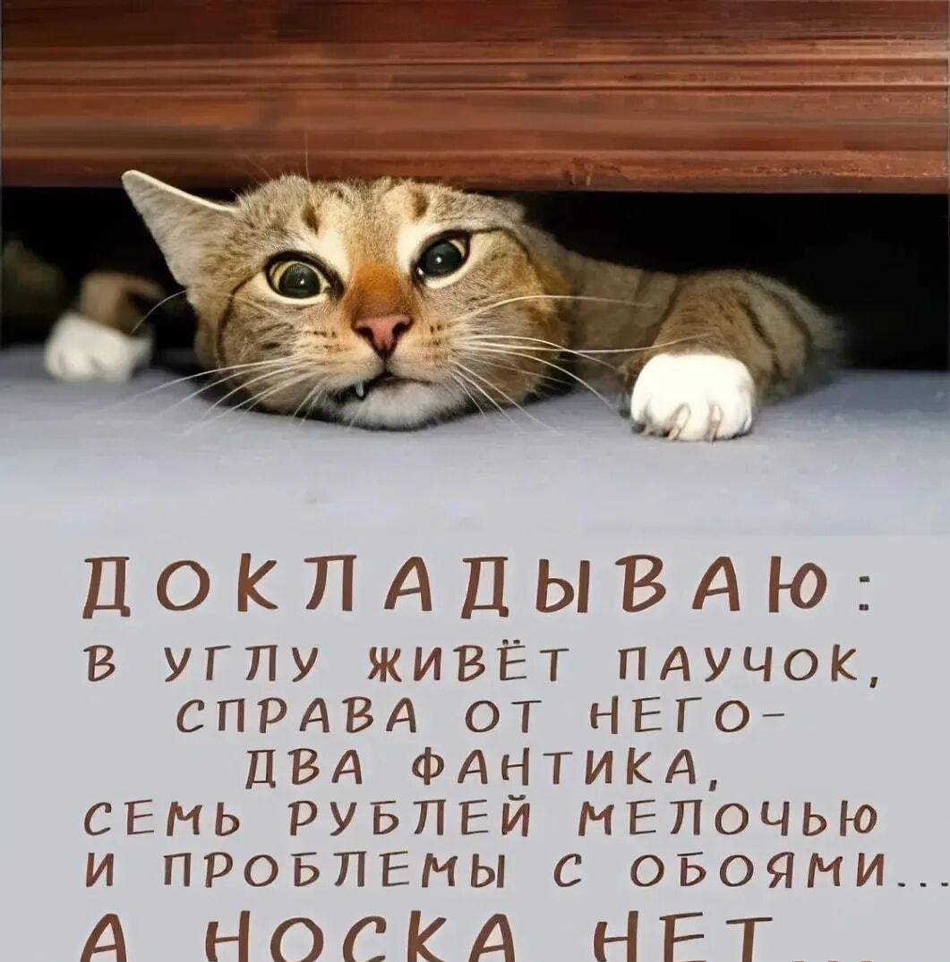 Кот-детективец раскладывает всё по полочкам