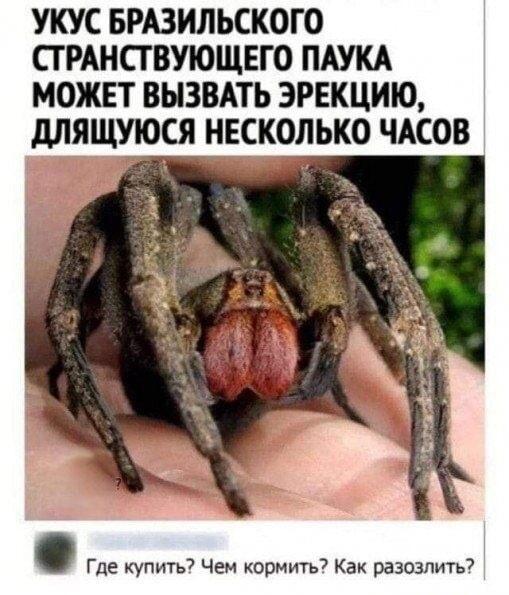 Паук-альфа: укус для настоящих мужчин