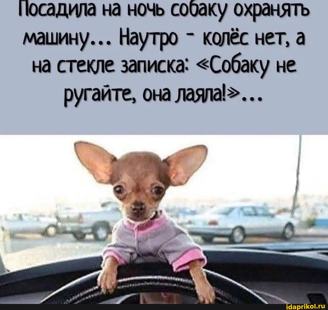 Собака-охранник на страже машины