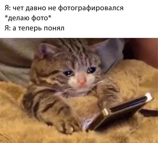 Кот понял, что давно не фотографировался