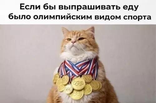 Кот-олимпиец: лучший в выпрашивании еды