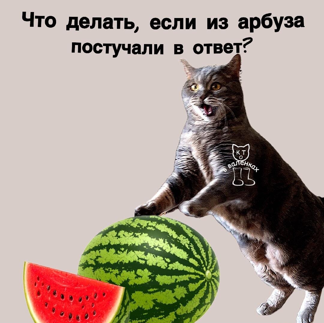 Что делать, если из арбуза постучали в ответ?