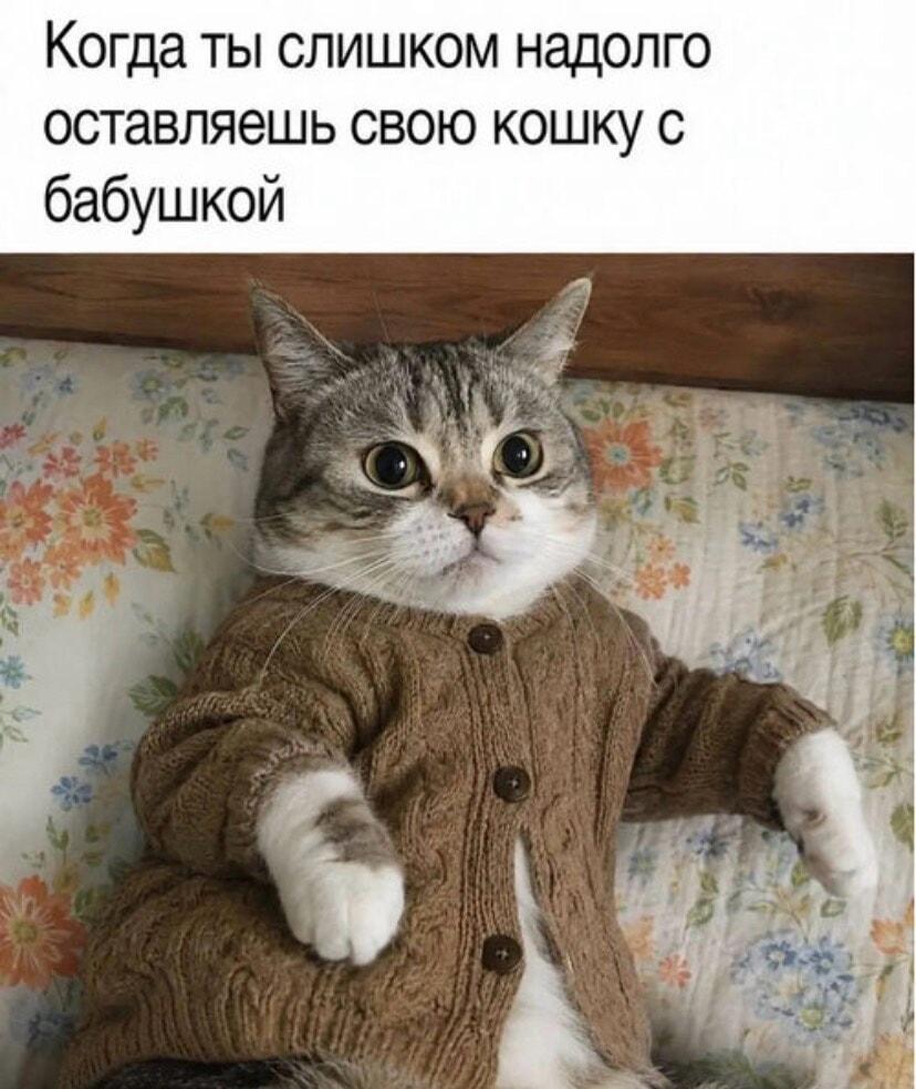 Кот в свитере у бабушки