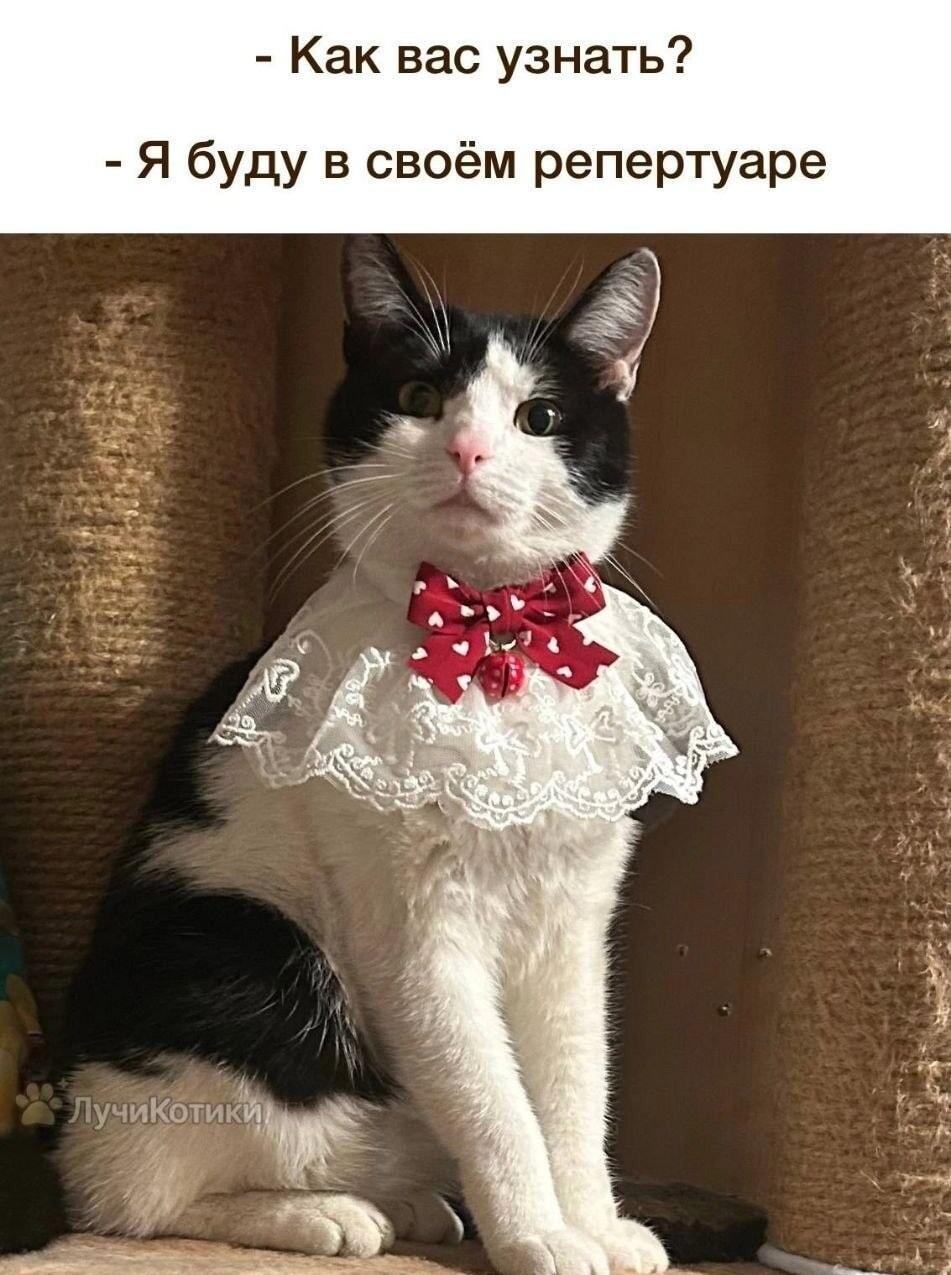 Кот в чопорном ошейнике