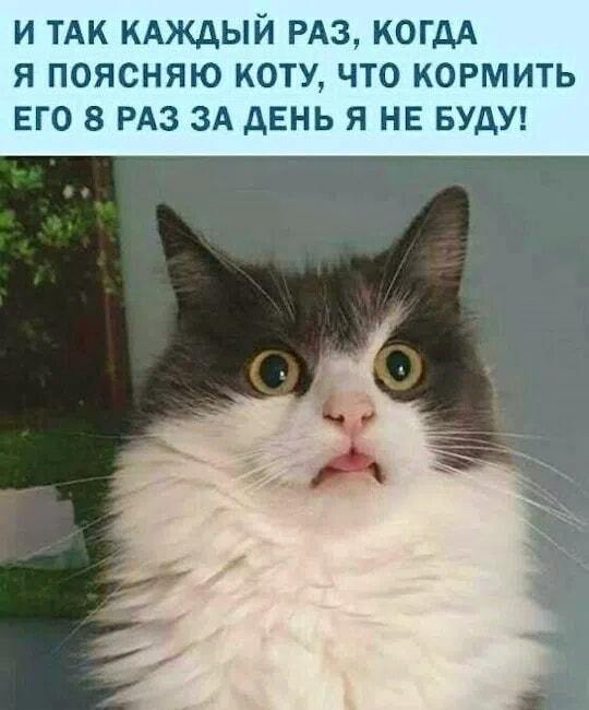 Когда объясняешь коту, что не будешь кормить его 8 раз