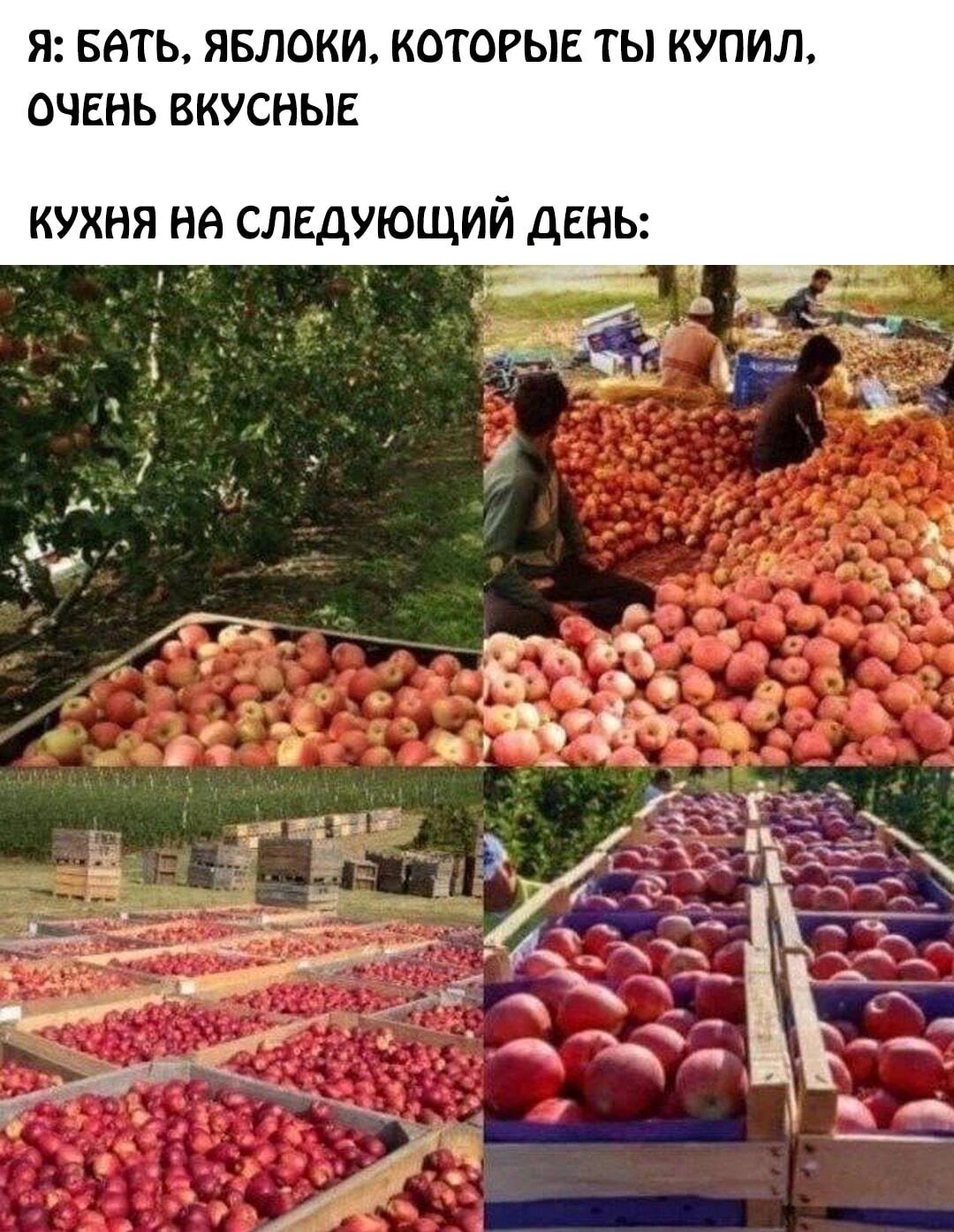 Батя услышал, что яблоки вкусные: теперь вся квартира в них!