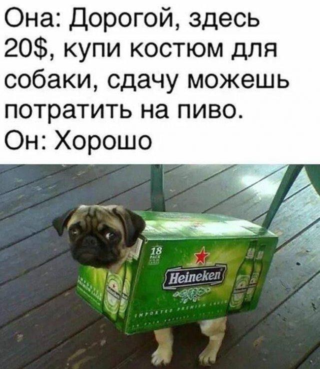 Муж купил костюм для собаки и пиво: приоритеты расставлены!