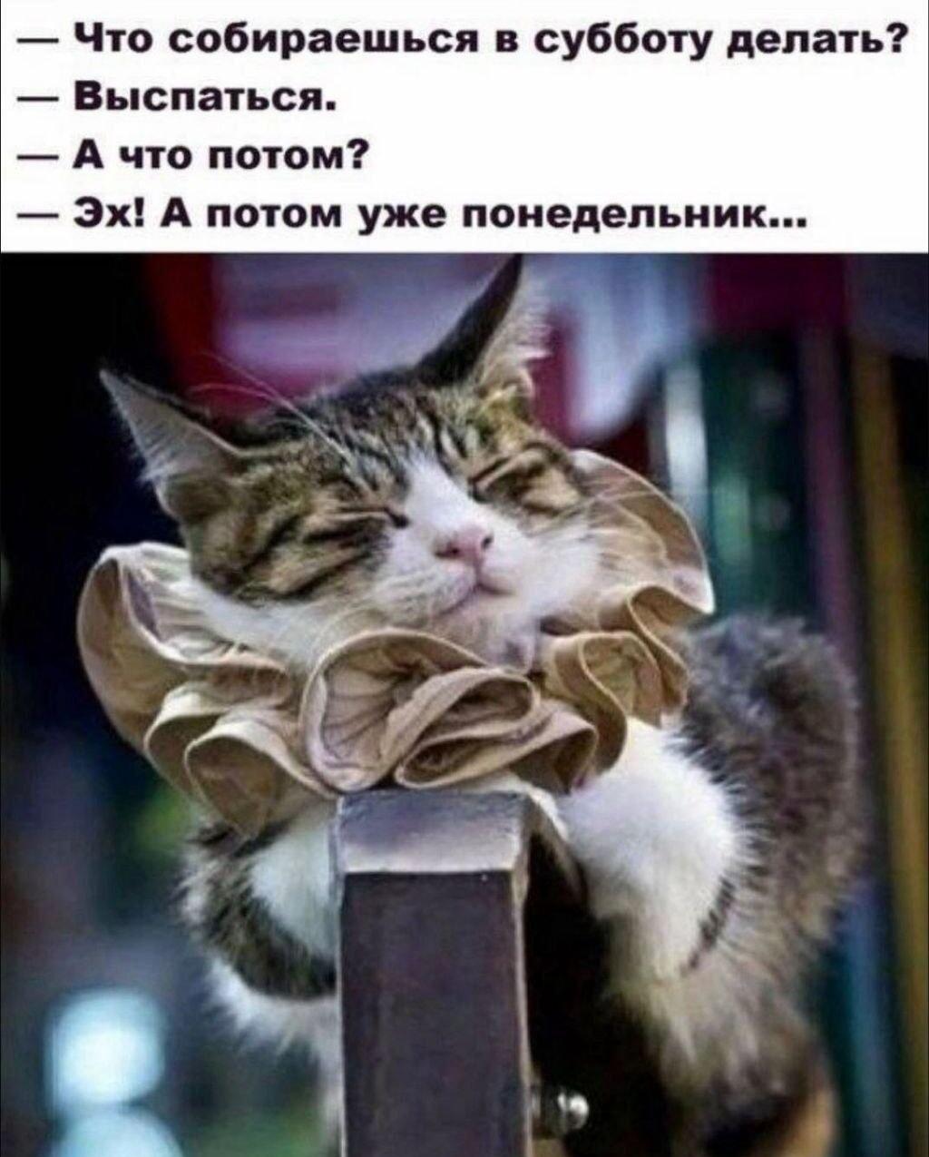 Идеальный план на выходные: выспаться и... снова понедельник!