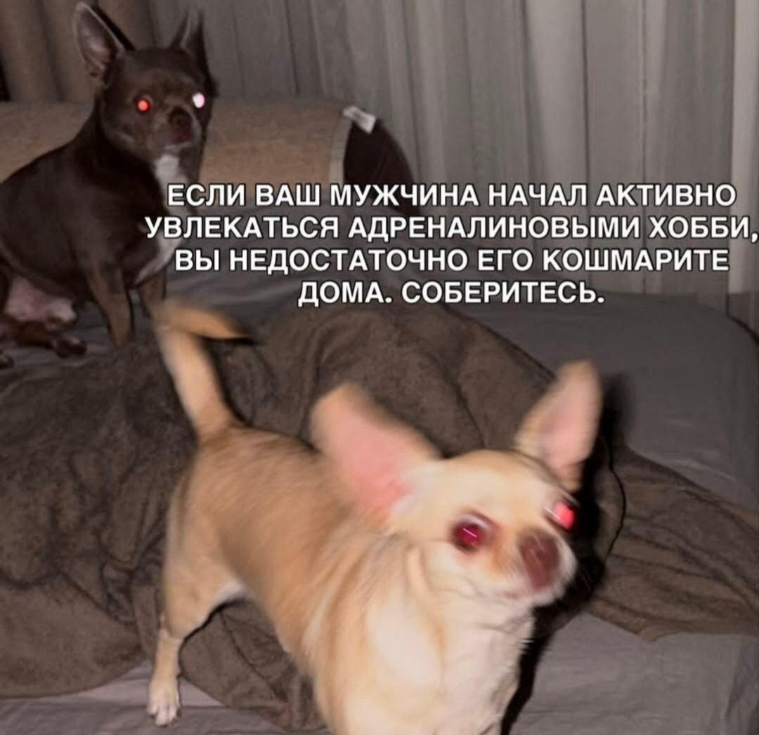 Мужчина и адреналин: советы по домашнему кошмарингу от чихуахуа 😈