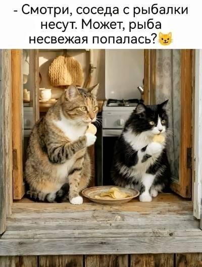 Коты-сплетники: когда соседу не повезло с рыбалкой