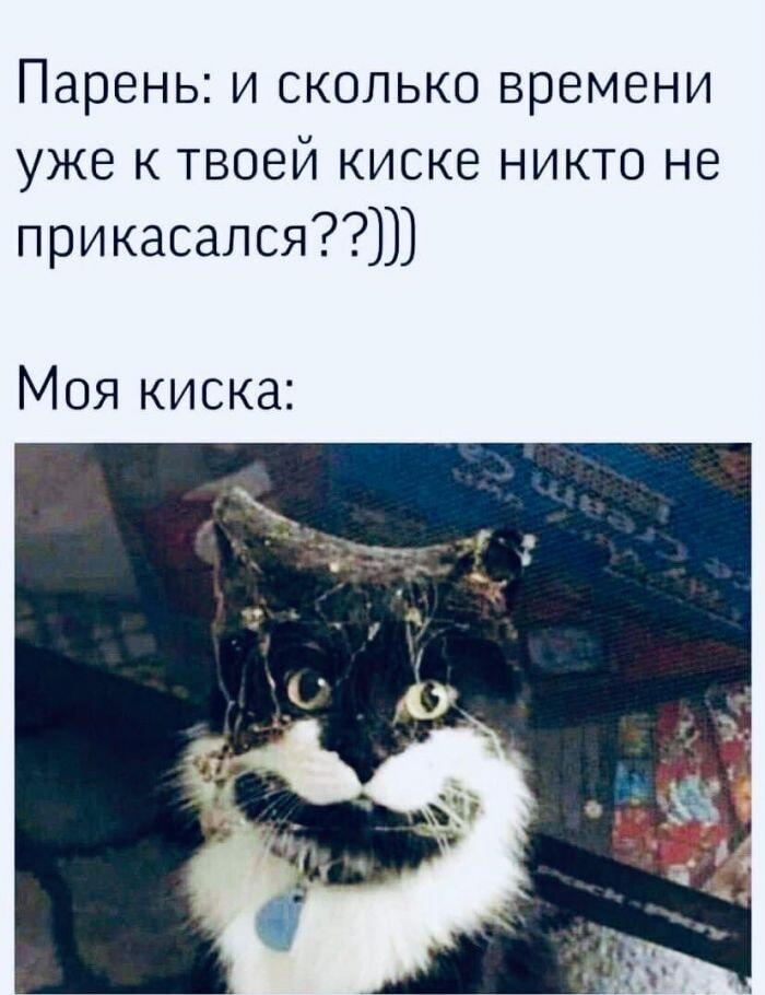 Моя киска после долгого одиночества: жизненно и очень смешно!