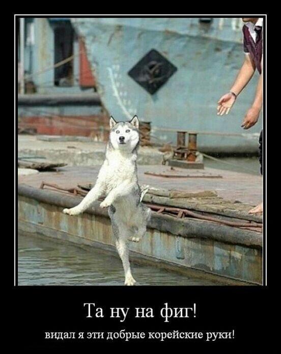 Хаски: 
