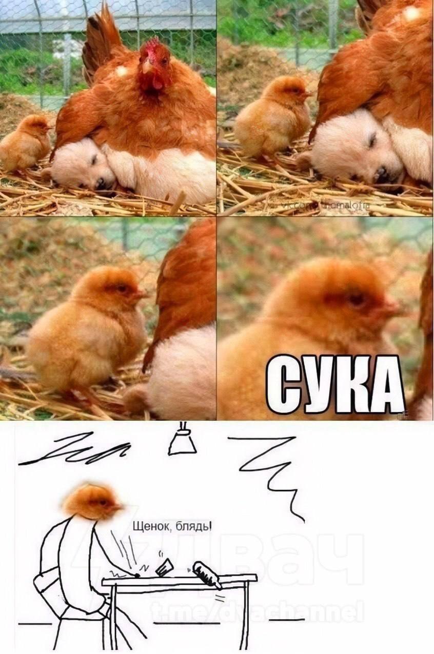 Мама-курица усыновила щенка: птенец в ярости!