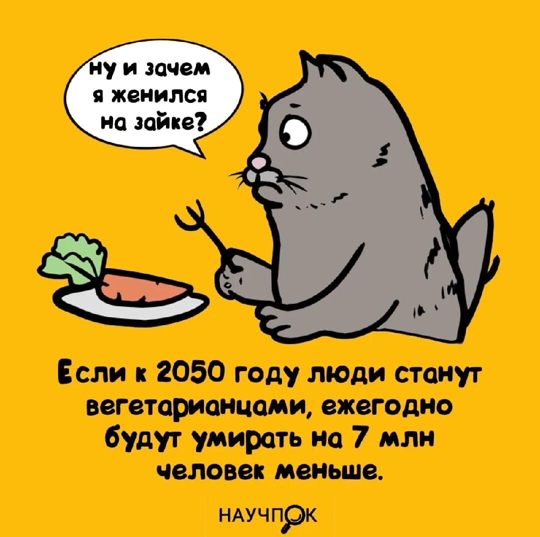 Кот женился на зайке: теперь ему грозит вегетарианство и морковка?