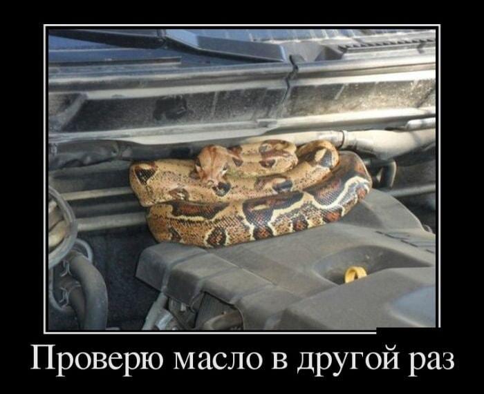 Змея под капотом: масло проверю в другой раз!