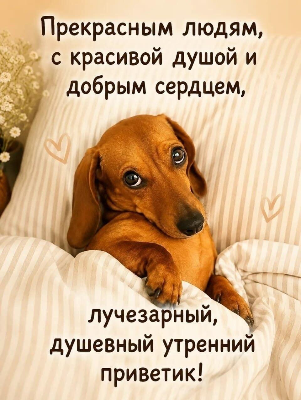 Песик в кроватке передает лучезарный приветик всем добрым людям!