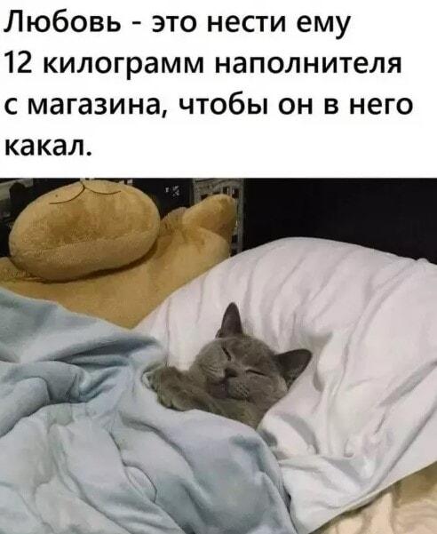 Любовь по-кошачьи: 12 кг наполнителя и довольный кот!