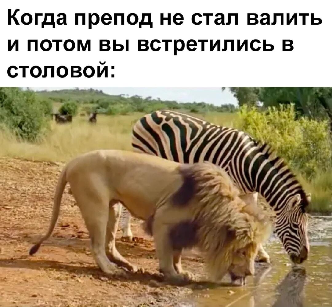 Когда препод не завалил и встретил в столовой: мир!