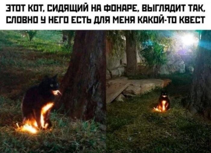 Кот-квестодатель: попробуй не выполнить его задание!