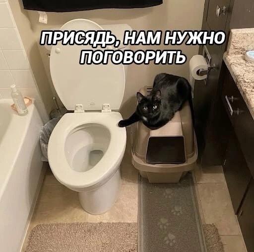 Серьезный разговор с котом: присядь, хозяин, есть вопросы!