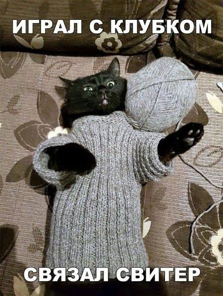 Кот-вязальщик: играл с клубком, а получился свитер!