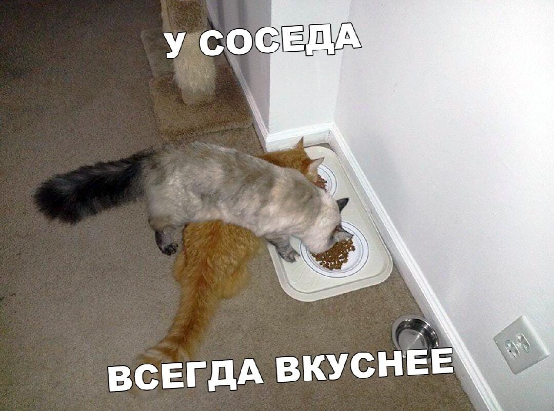 У соседа всегда вкуснее: кошачья драма за миску корма!
