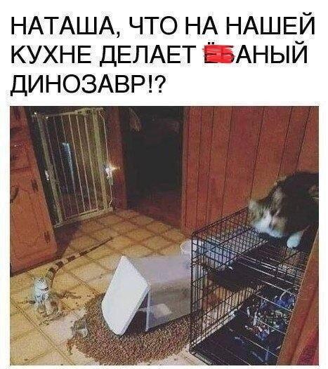 Наташа, что за динозавр на кухне? Кот в шоке!