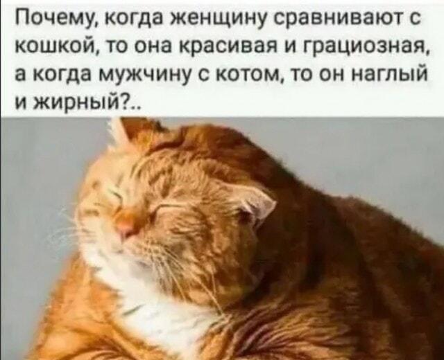 Женщина-кошка vs Мужчина-кот: вся правда о сравнениях!
