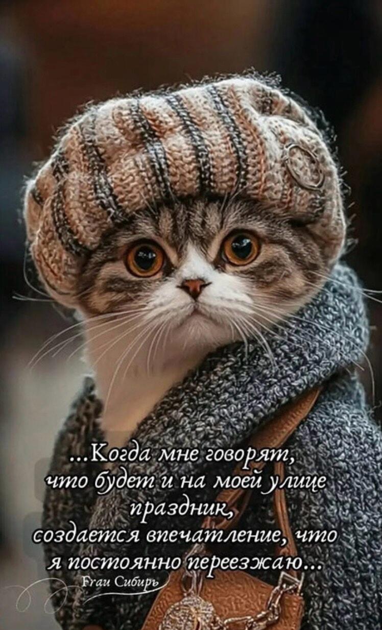 Моя улица? Я постоянно переезжаю! Кот о вечном празднике