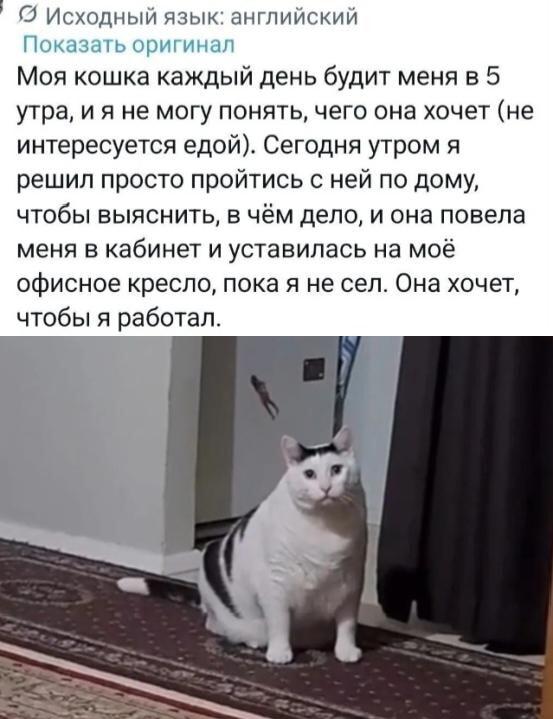 Кошка-начальник будит в 5 утра: пора работать!