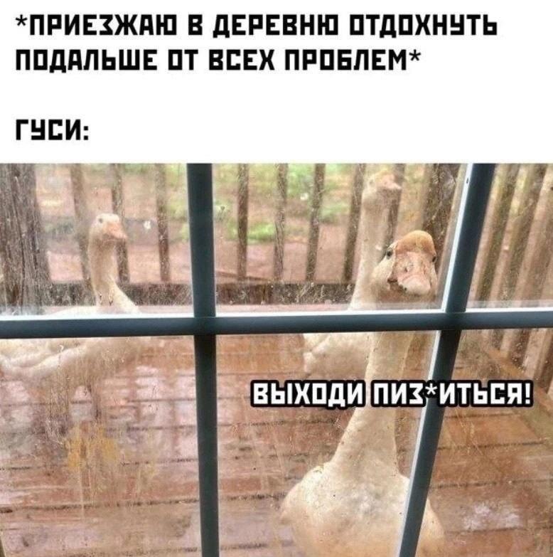 Отдых в деревне: гуси вызывают на бой, проблемы сами придут!