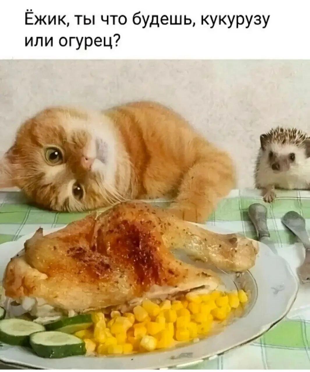 Ёжик, гарнир или курица? Взгляд кота скажет всё!