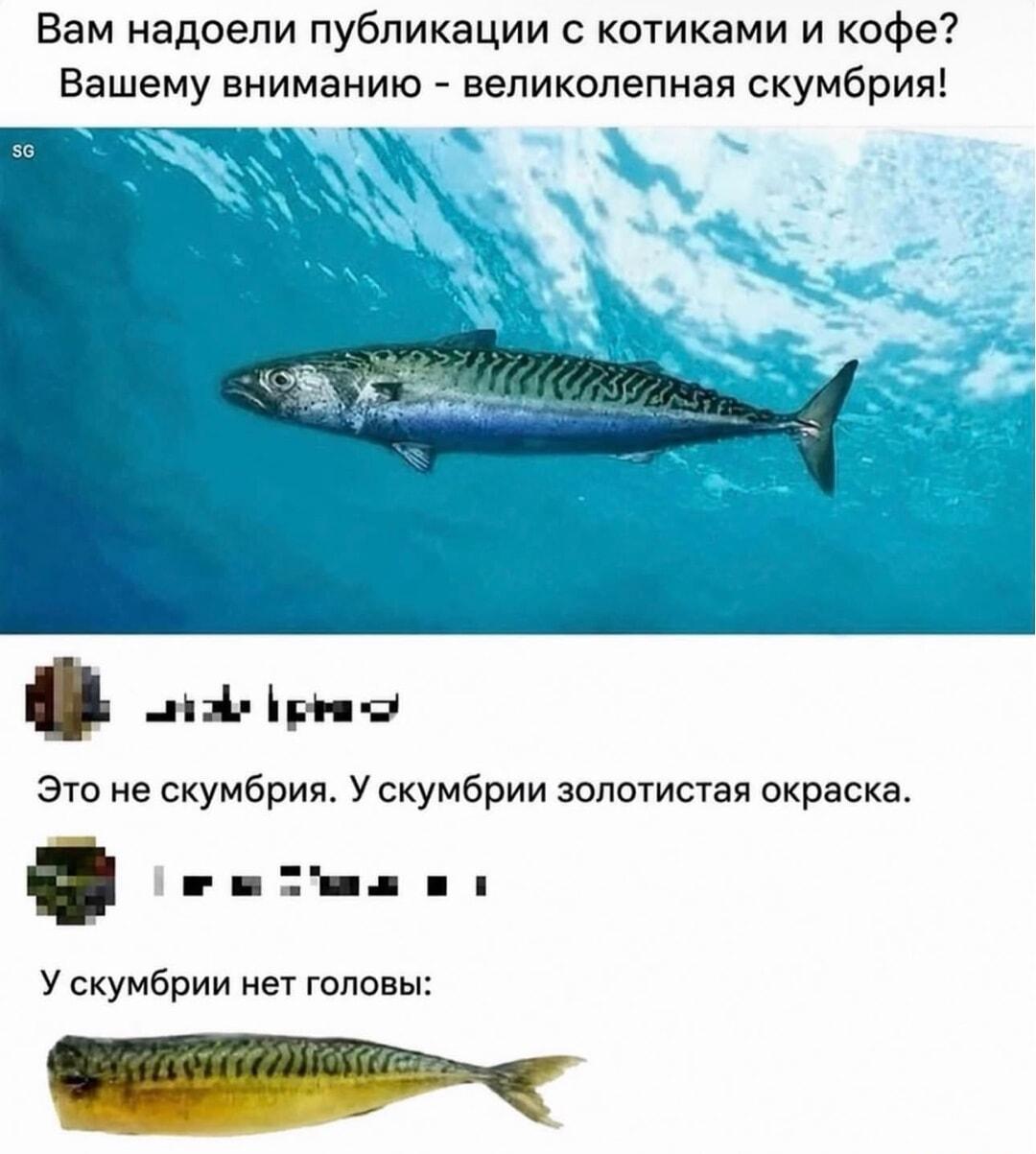 Скумбрия без головы? Эксперты в комментариях знают толк в рыбе!