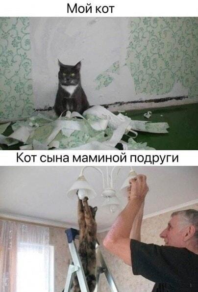 Мой кот и кот сына маминой подруги: вечная битва ожиданий!