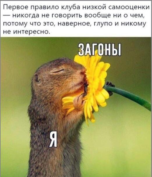 Загоны и я: вот почему я всегда молчу на людях