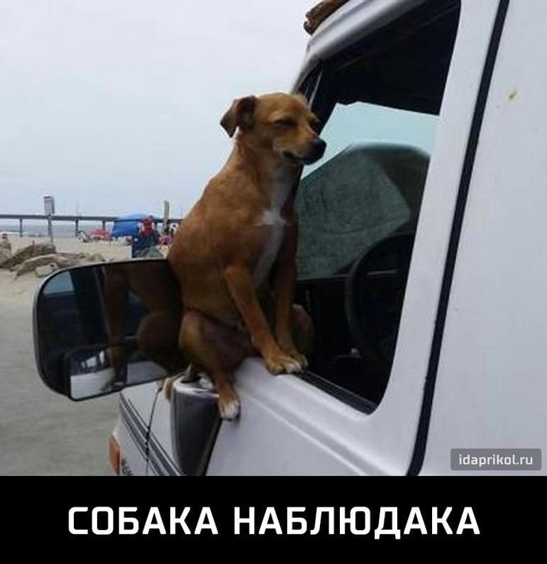 Собака-наблюдака: когда любопытство сильнее всех правил!