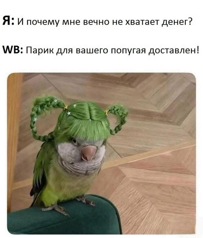 Денег нет? WB доставил парик для вашего попугая!