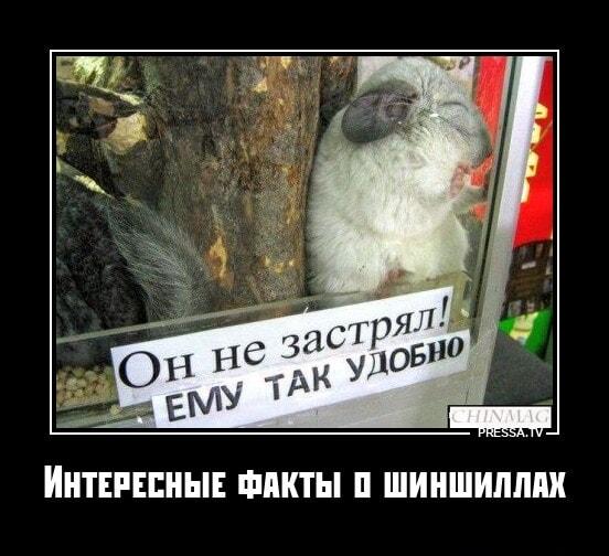 Шиншилла нашла идеальное место для сна: ему так удобно!