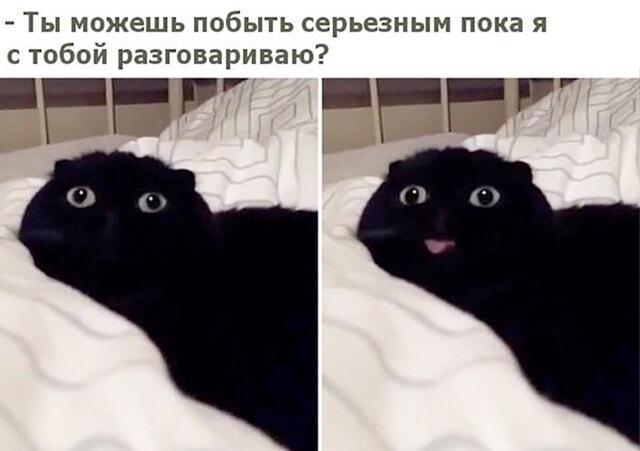 Серьезность? Кот-тролль показывает, как это сложно!